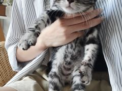-喵zoo家庭繁育猫舍(尖东智能花园店)