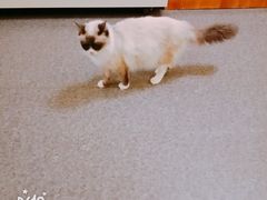 -猫色咖啡·猫咖