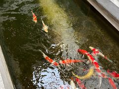 -鲤院·新中式美学·庭院餐厅(夫子庙店)