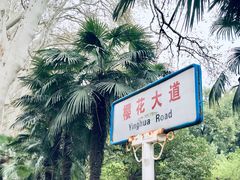 -武汉大学-樱园