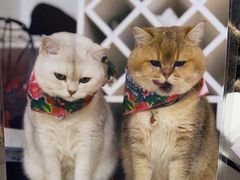 -猫抓烤肉(春熙路店)