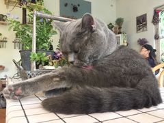 -海边的猫和咖啡馆