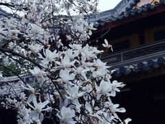 -龙华寺