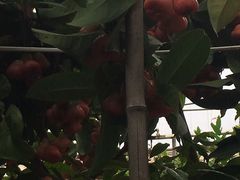 -北戴河集发农业梦想王国
