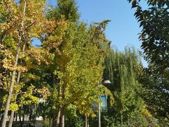 -大兴滨河森林公园