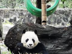 -都江堰中华大熊猫苑