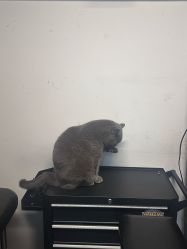 -飛凡TATTOO纹身•原创