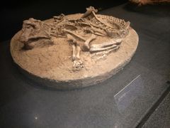 -呼伦贝尔民族博物馆