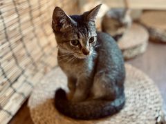 -楼上猫咖(罗湖店)