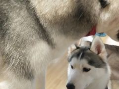 -Husky Go! 哈士奇体验馆·宠物咖啡厅狗咖