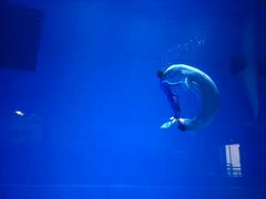 -芜湖新华联大白鲸海洋公园