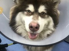 -宠颐生动物医院·心脏科·保险定点(锦阳分院)