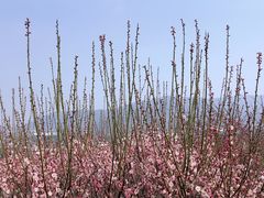 -香雪海