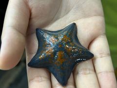 -大连星海皇冠假日酒店