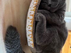 -纳吉亚猫专科动物诊疗中心(蒋宅口分院)