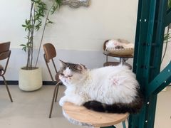 -共舞时光猫咖·狗咖(新街口店)
