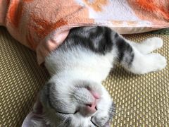 -美联众合宠物医院·爱萌分院·内外科·猫科中心