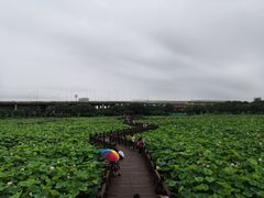 -荷塘月色湿地公园·向阳花洲