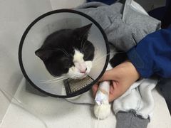 -纳吉亚猫专科动物诊疗中心(蒋宅口分院)