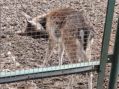 -青藏高原野生动物园