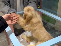 -FAELING PETS美天灵宠物(合生汇店)