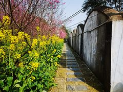 -南汇桃花村
