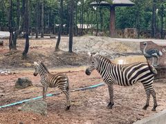 -清迈夜间动物园