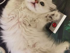 -欣宠猫屋·矮脚拿破仑·蓝金金渐层