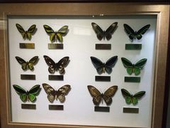 -上海昆虫博物馆