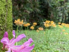 -杭州植物园