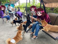 -柴犬高等学院·狗咖·柴犬售卖·宠物训练