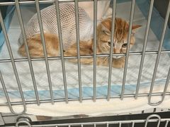 -艾吉宠物医院·疑难杂症转诊中心·猫友好(碧江路院)