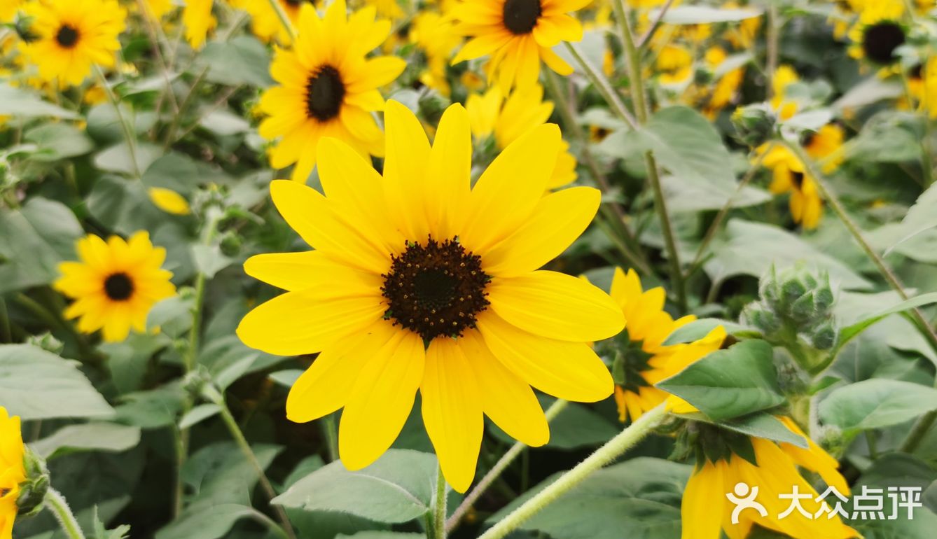周末绝美出游地～🌻