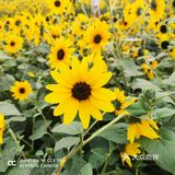周末绝美出游地～🌻