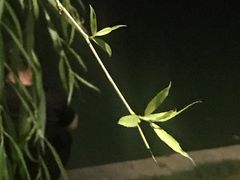 -莱西月湖公园