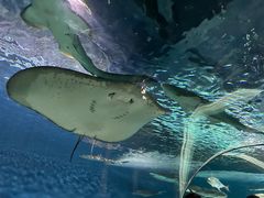 -上海海洋水族馆