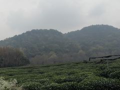 -中国茶叶博物馆(双峰馆区)