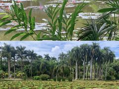 -中国科学院西双版纳热带植物园