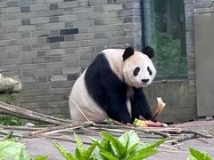-都江堰中华大熊猫苑