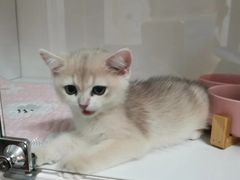 -Bastet sally猫舍购宠(静安店)