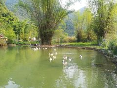 -靖西鹅泉风景区
