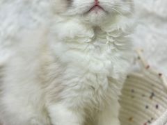 -瑞鹏宠物医院·猫科·宠保定点(梅溪湖分院)