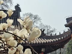 -灵谷景区