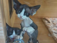 -山宅一喵德文卷毛猫舍