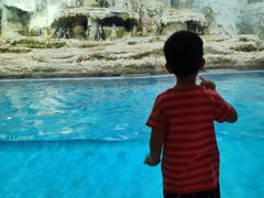 -帝企鹅自助餐厅•儿童岛•真企鹅(长隆企鹅酒店)