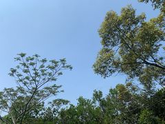 -阳台山森林公园
