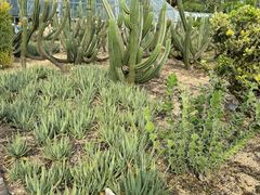 -深圳仙湖植物园