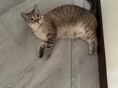 -伟伟宠物医院·瑞派猫友好医院·猫科(光谷店)