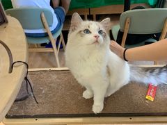 -MOYOYO猫咪咖啡店