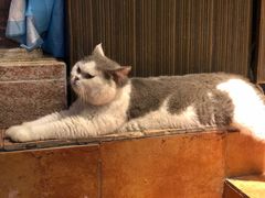 -more than meow吴止猫主题餐厅(承德 中船汇店)